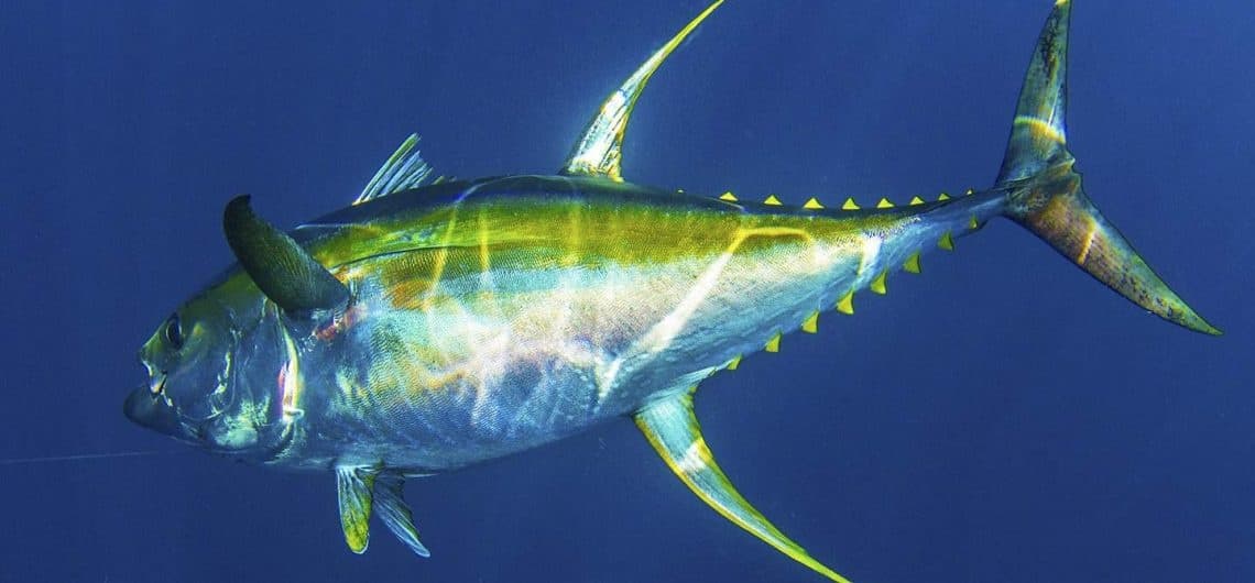 15 Hour Rigs/Gamefish trip