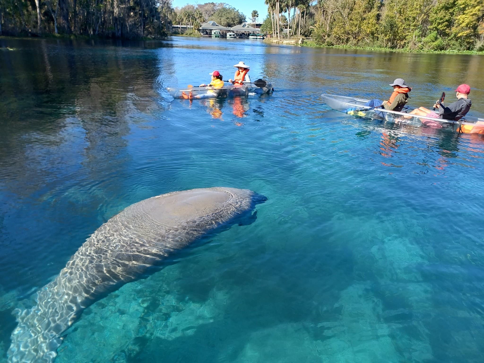 Manatees and Monkeys Clear Kayak or Paddleboard Adventure at Silver Springs