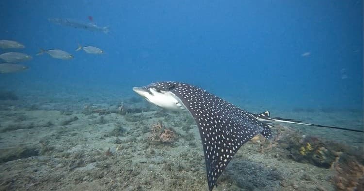 Palm Beach Snorkel Trail
