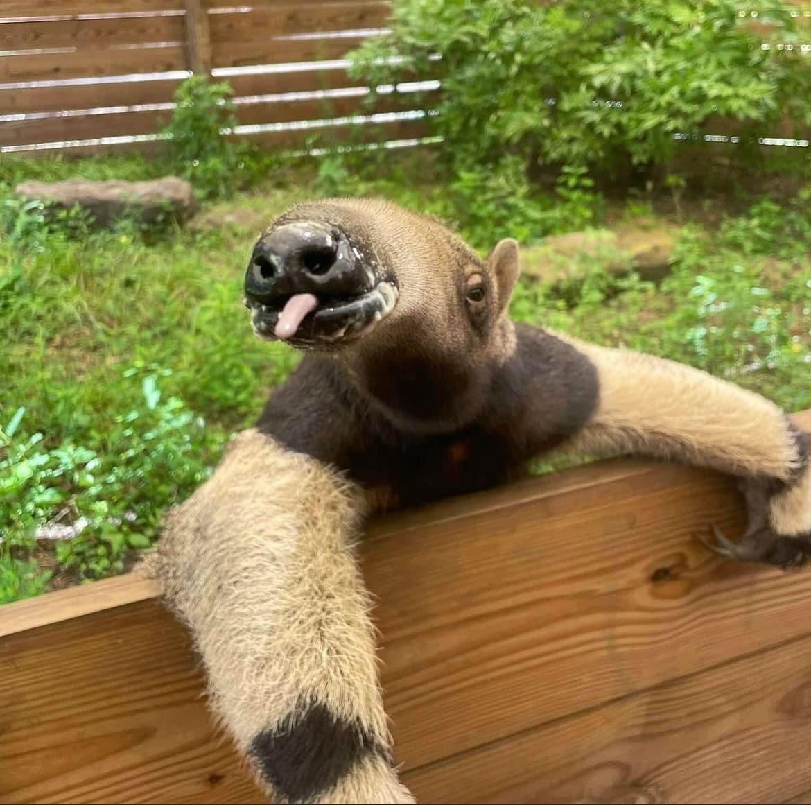 Anteater Encounter