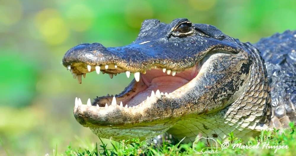 Everglades Airboat Adventure and Miami Millionaire's Row Cruiser Tour Combo & Free Bike Rental