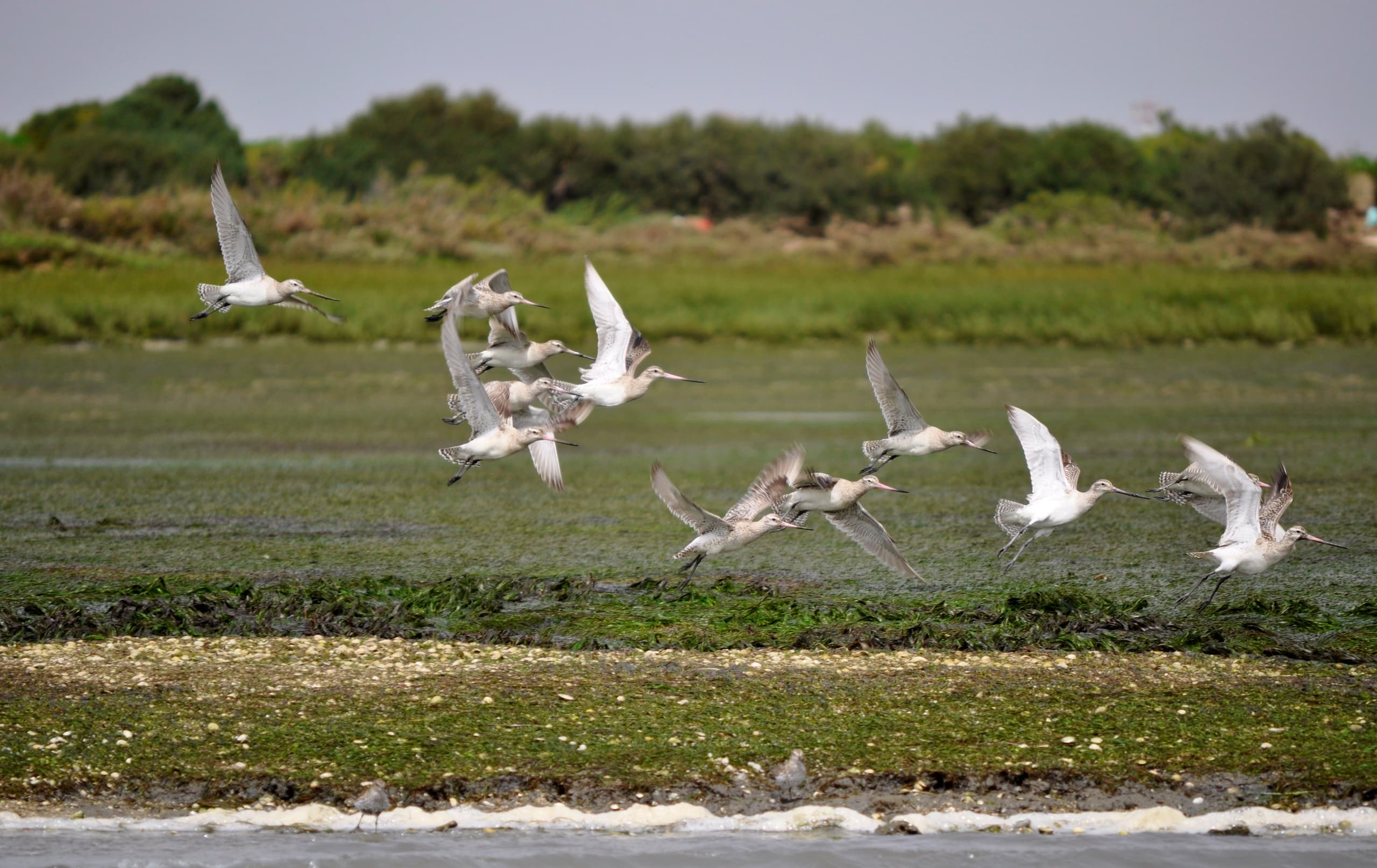 Birdwatching in Ria Formosa