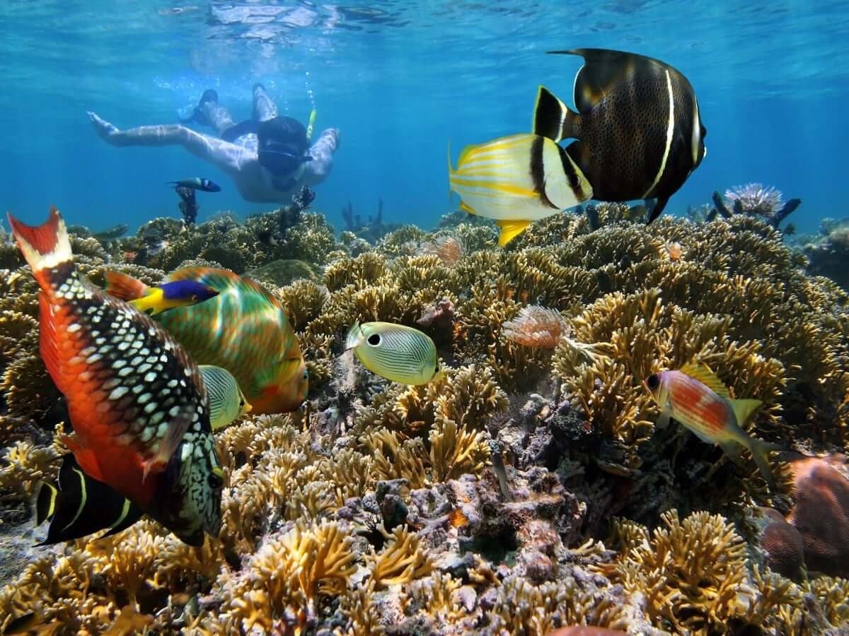 Two Reef Snorkel Tour With Sunset Cruise
