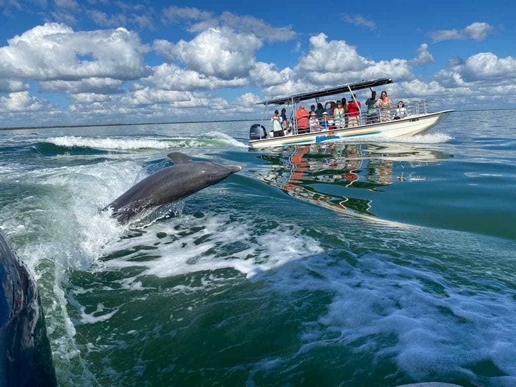 Private Dolphin Tours