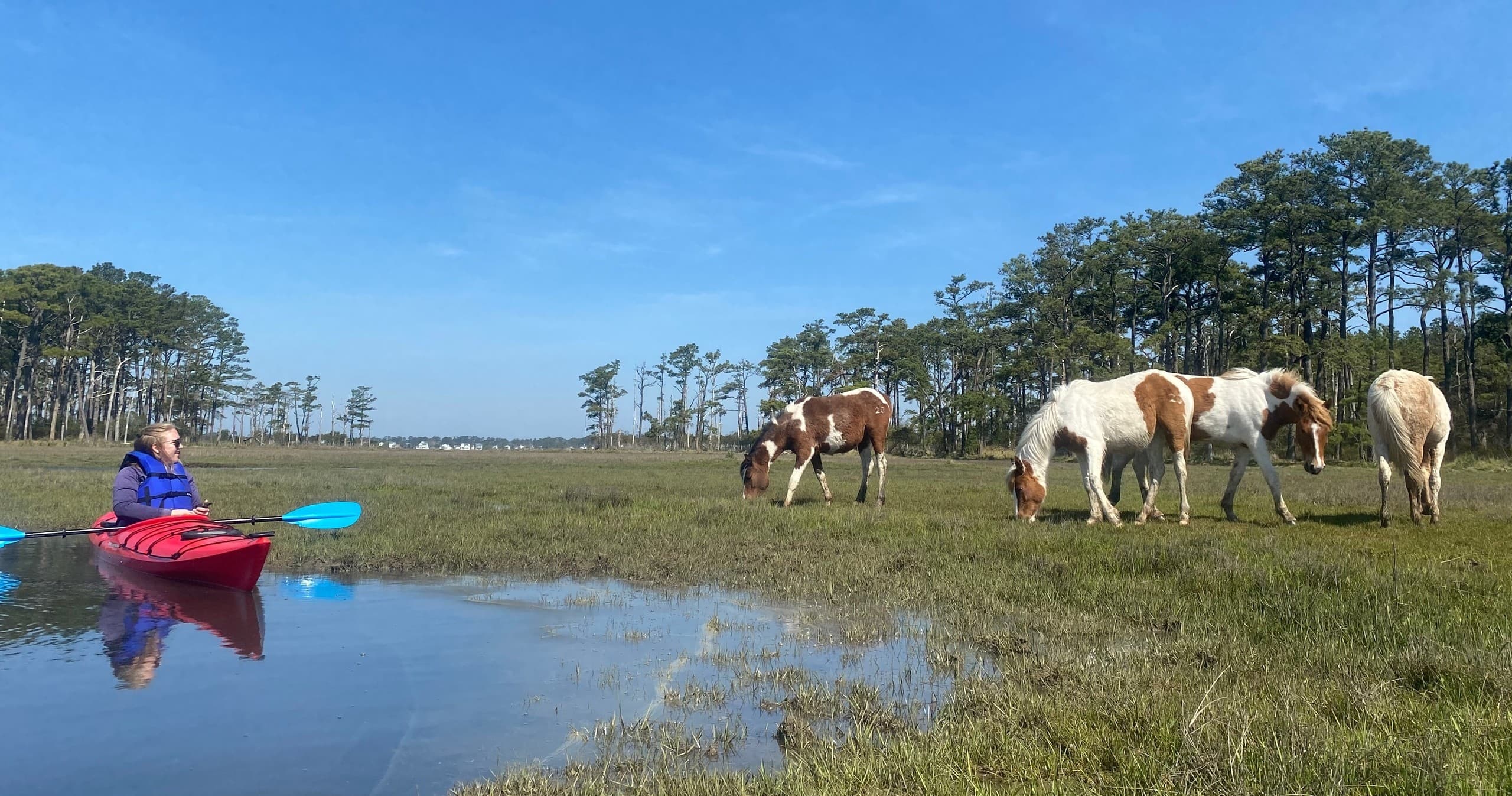 Assateague Adventures Kayak Tour Morning