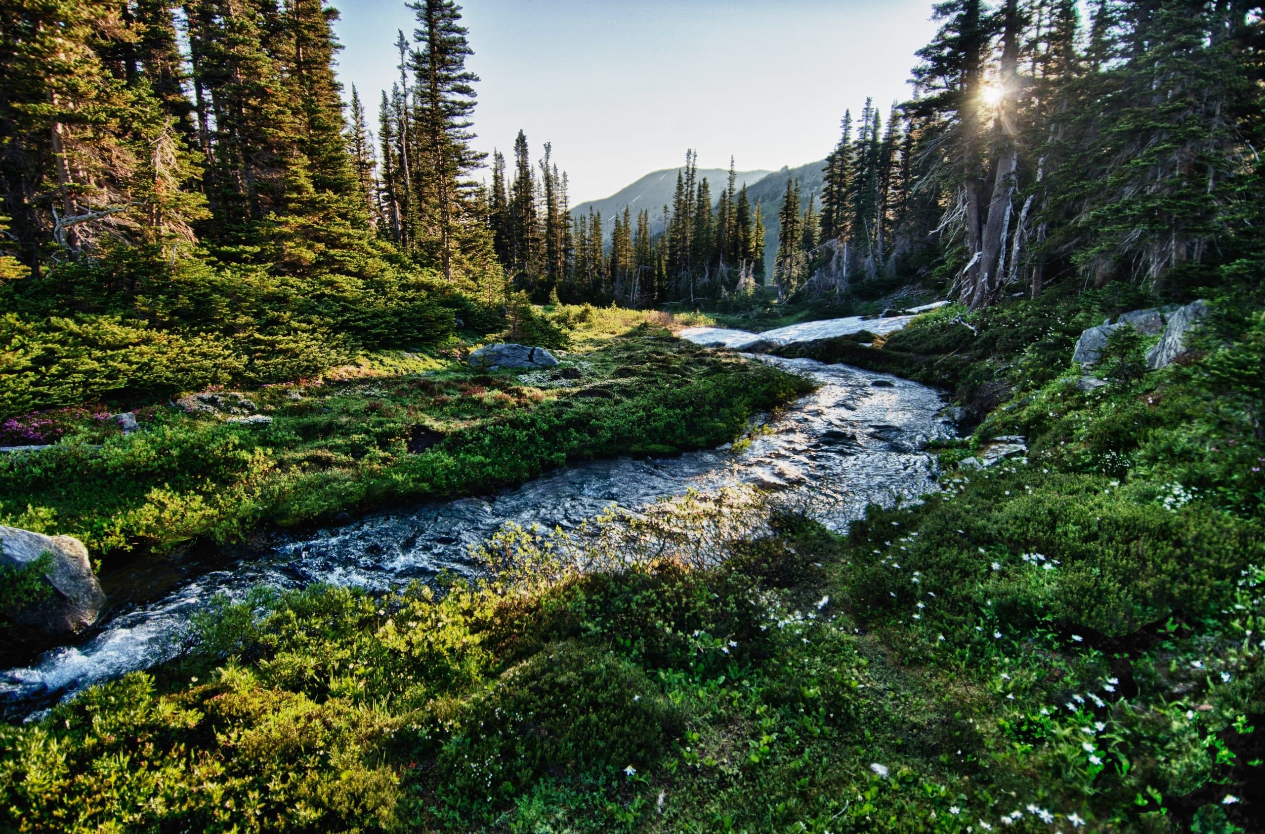 Olympic Full Day Private Tour and Hike