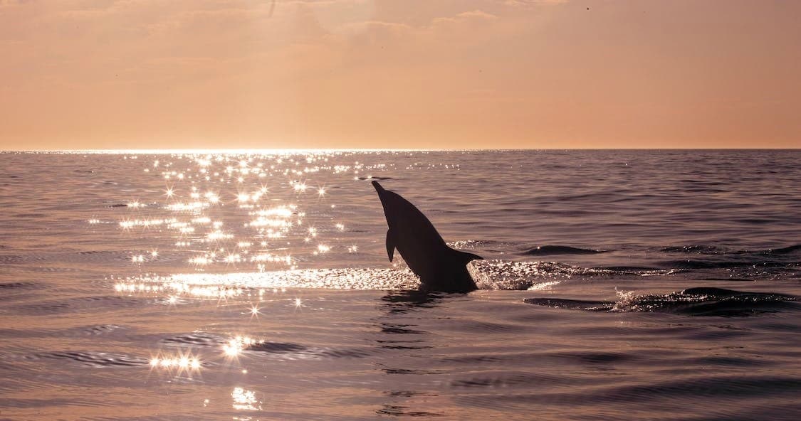 Dolphin Sunset Tour/Cruise