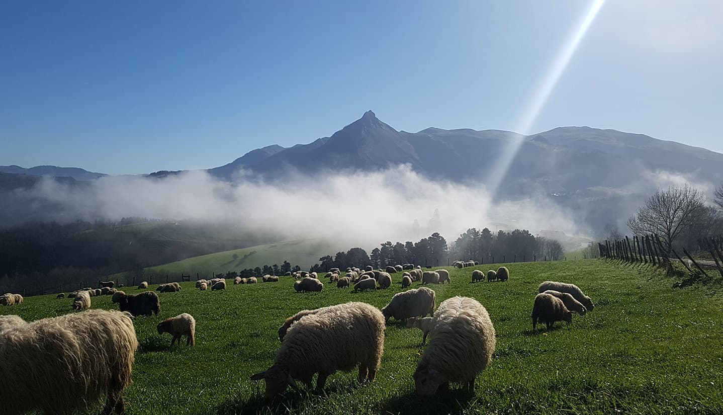 Idiazabal Cheese & Basque Country Tour