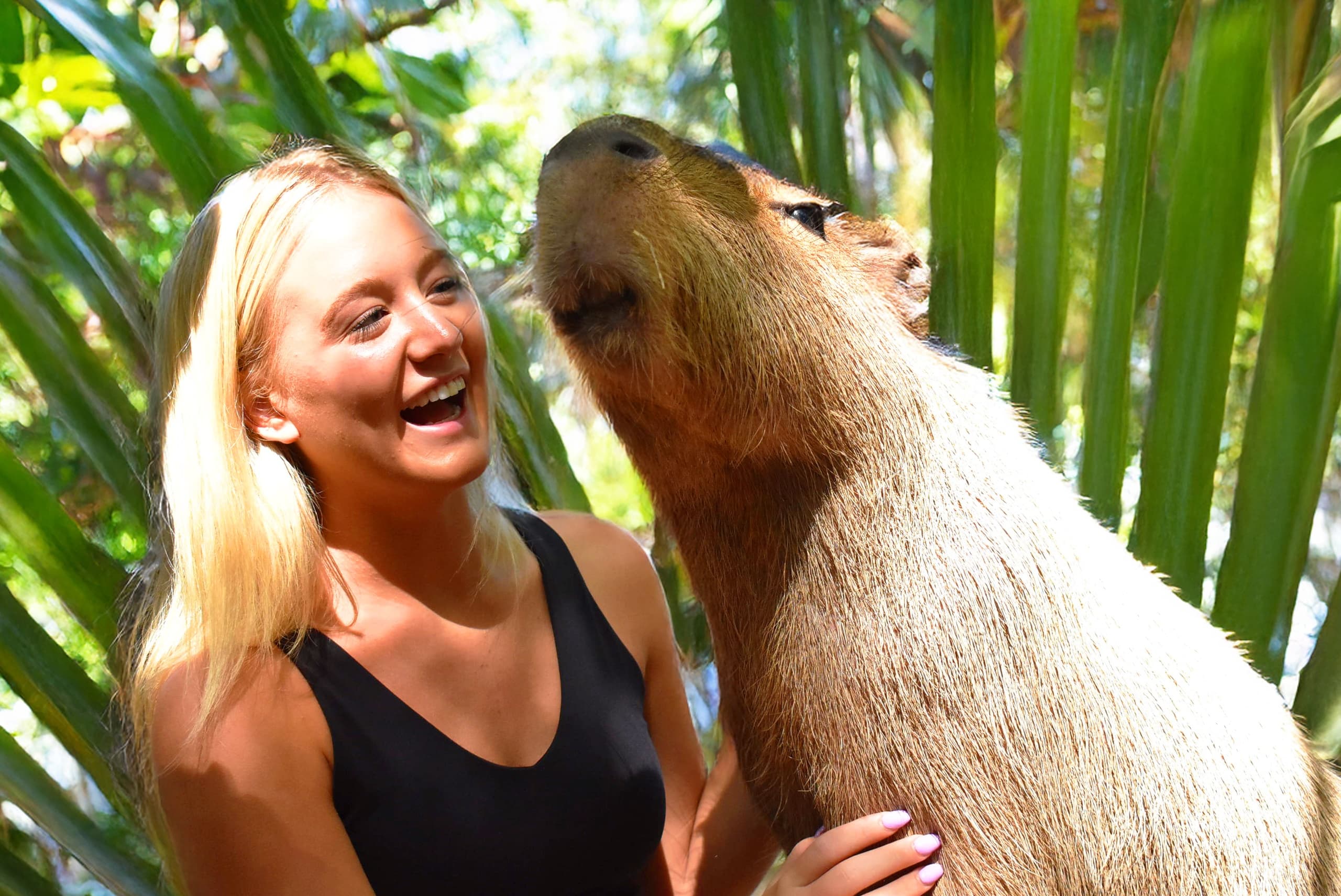 Capybara Encounter