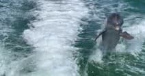 Private VIP Guided Jet Ski Dolphin Tours