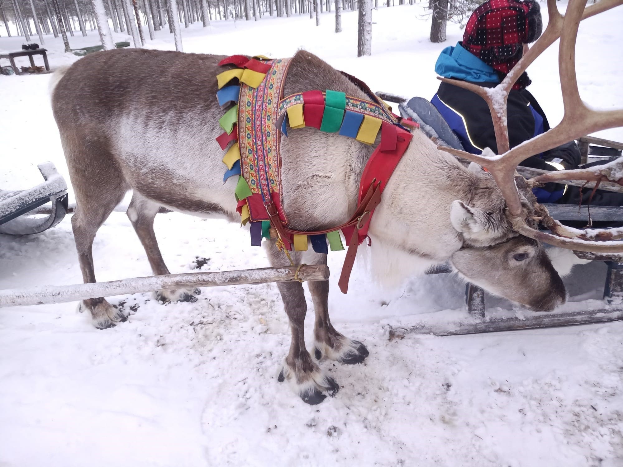 Reindeer Safari in Wilderness, 2 h