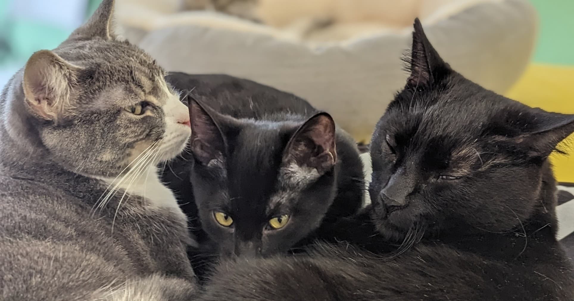 Cat Lounge Visit