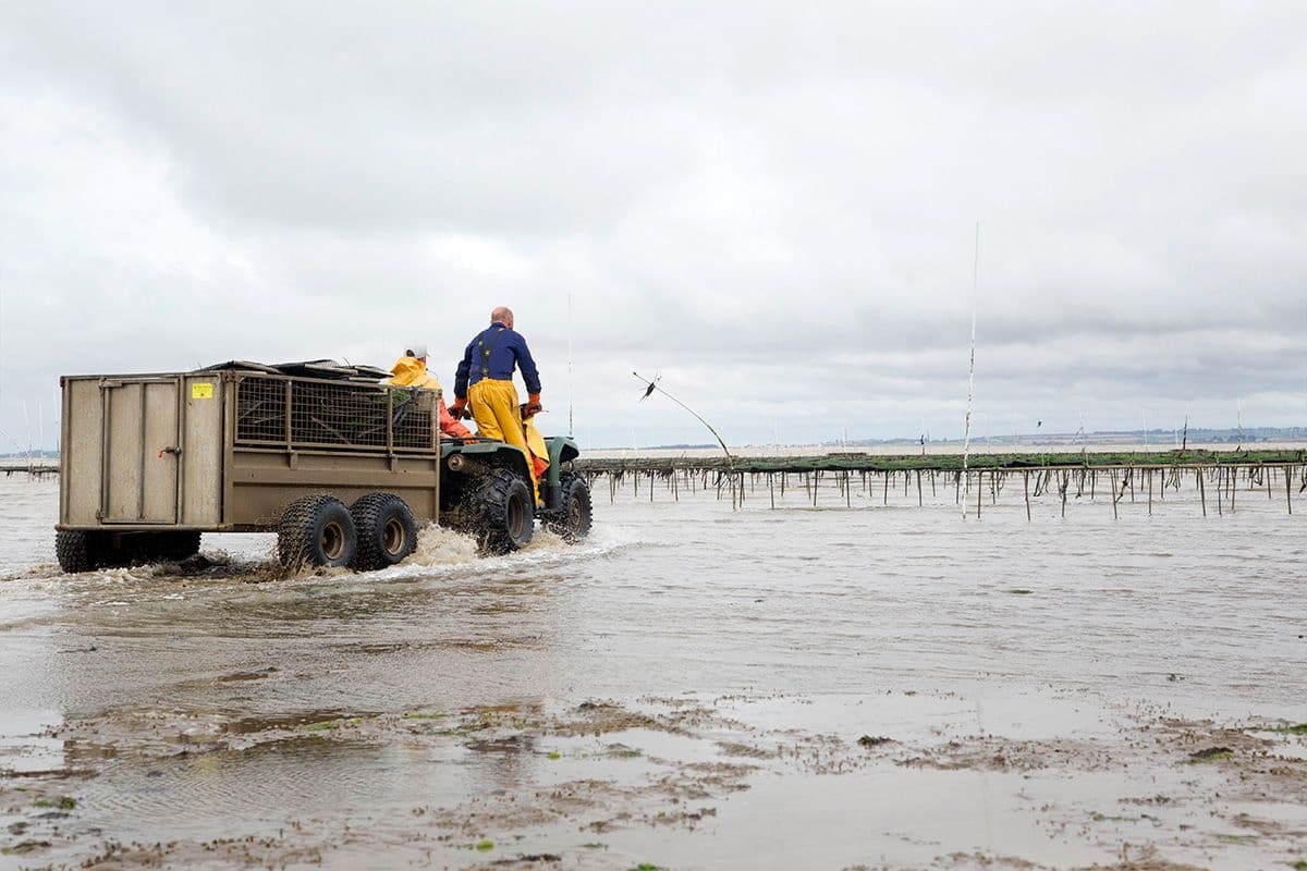 Whitstable Oyster Farm Tour