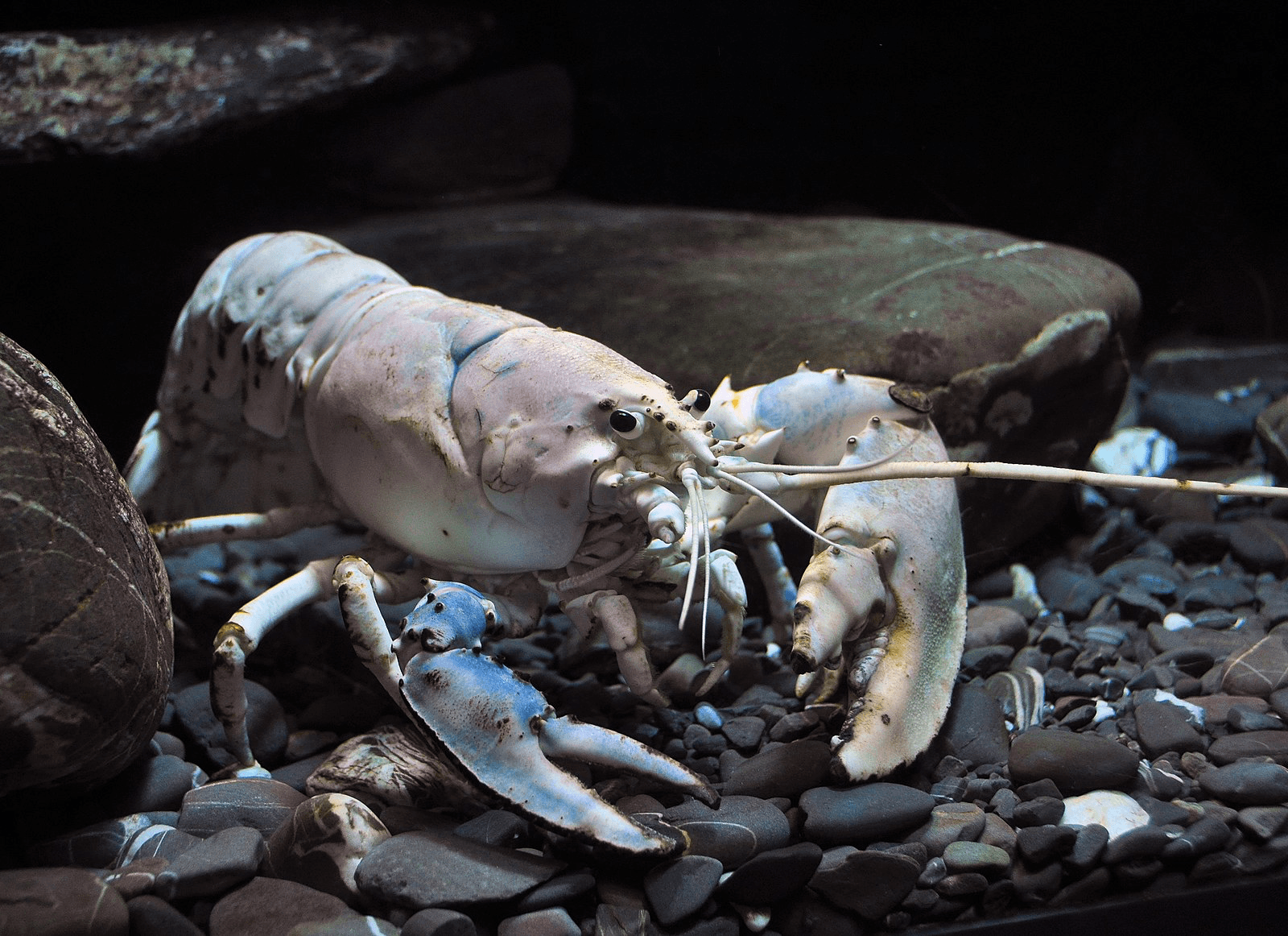 6 Hour Trip - Lobster