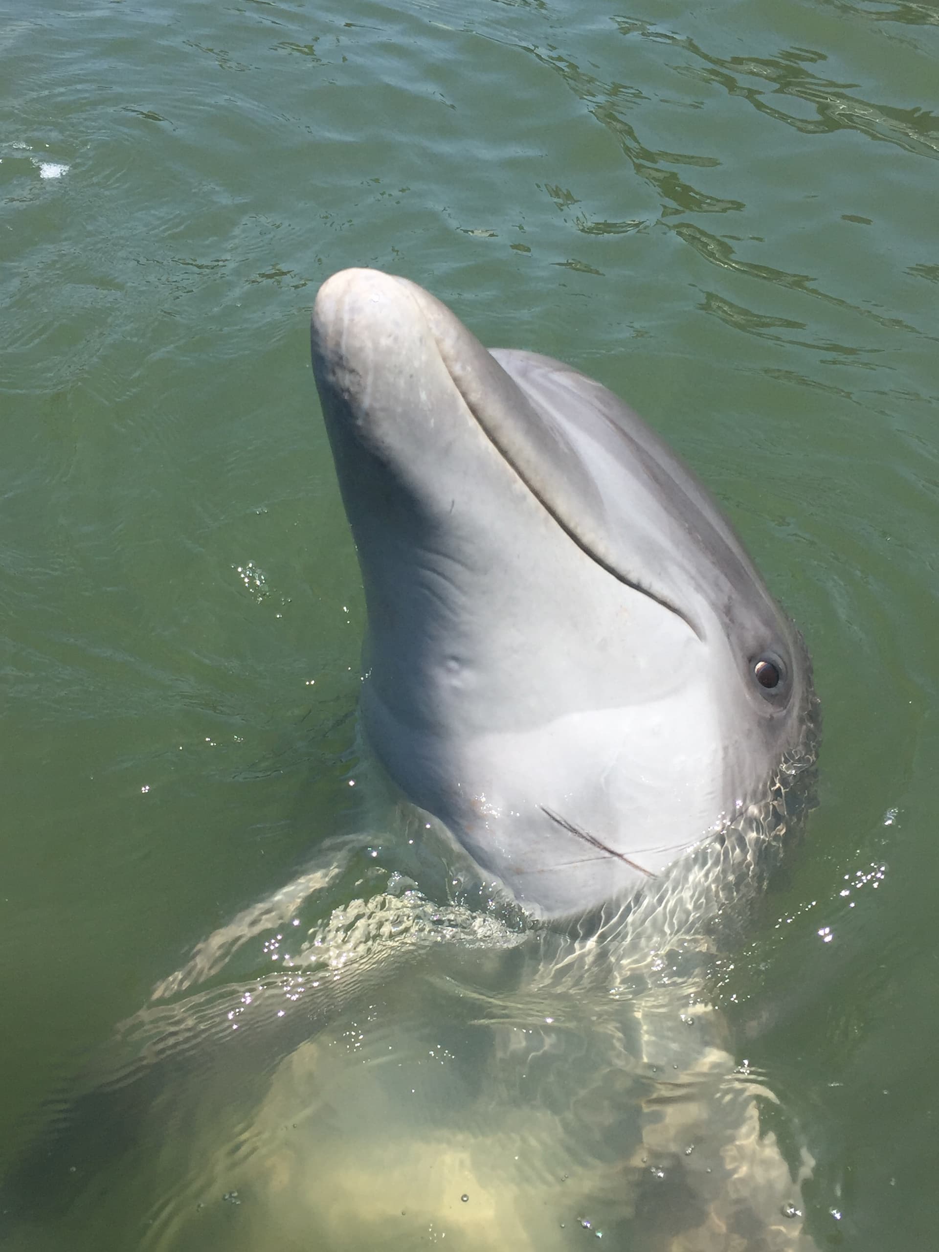 Private Dolphins & Daufuskie Island Stop Tour