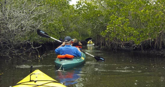 Royal Palm Caloosahatchee River Bird Rookery and Creeks Kayak Tour