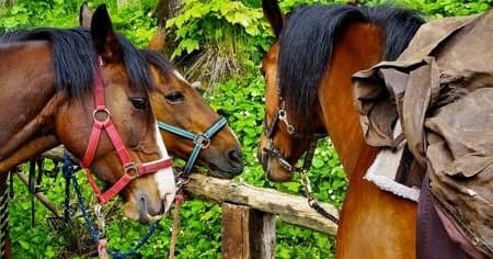 CHIANTI HORSEBACK RIDING