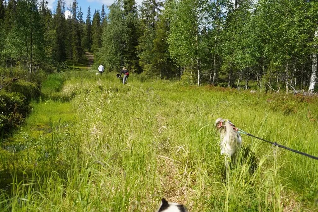 Husky - rando pour tous