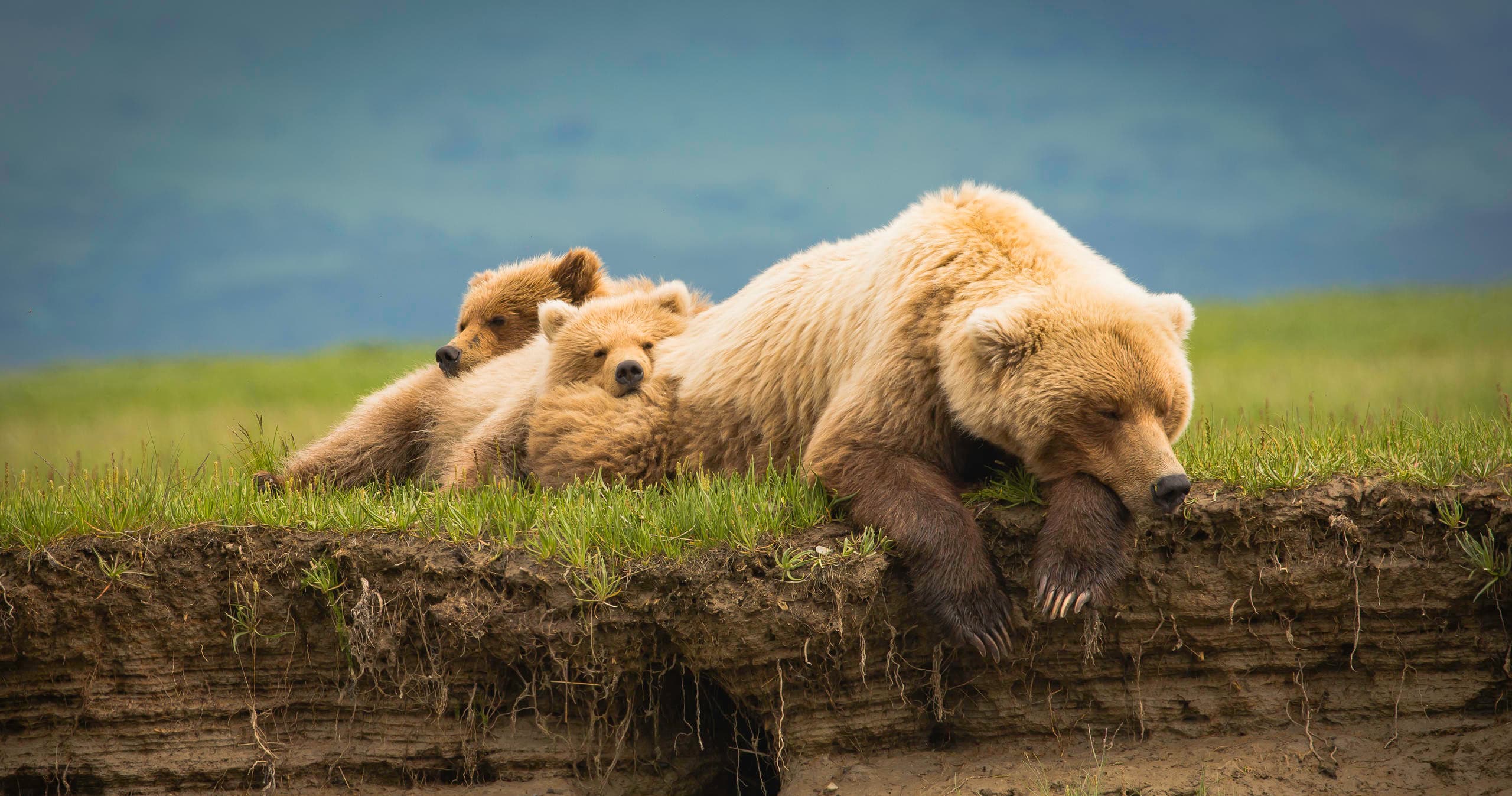 Guided Expedition into Katmai Bush