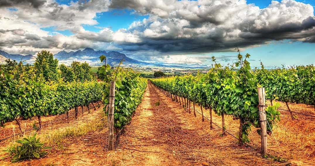 Alcantara Estate Vineyard Tasting Experience