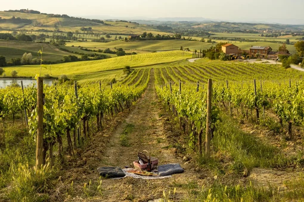 Montalcino: esclusivo picnic in vigna con vino
