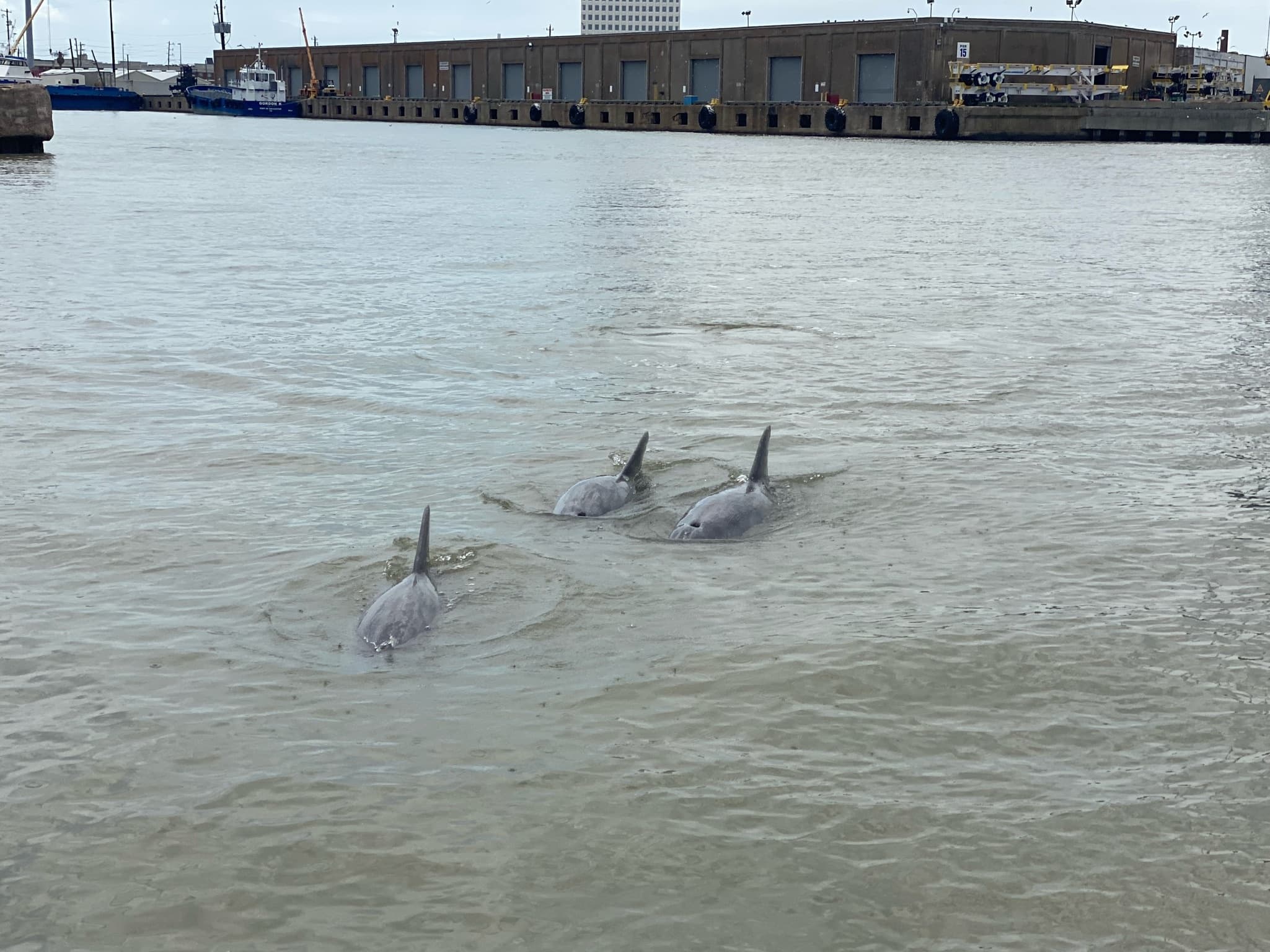 Private Dolphin Tours