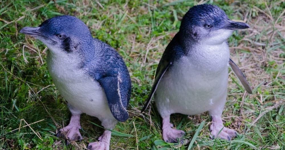 Otago Peninsula Scenery & Little Blue Penguin Tour