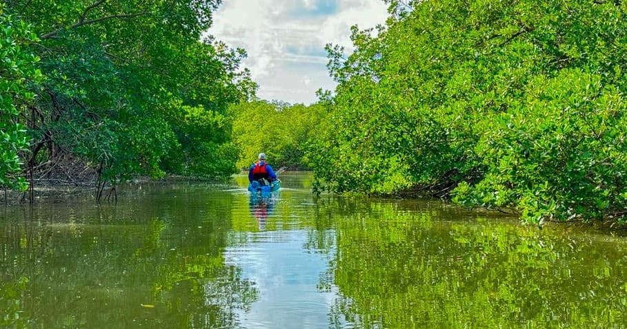Mangrove Explorer 6 Hour Coastal Kayak Tour