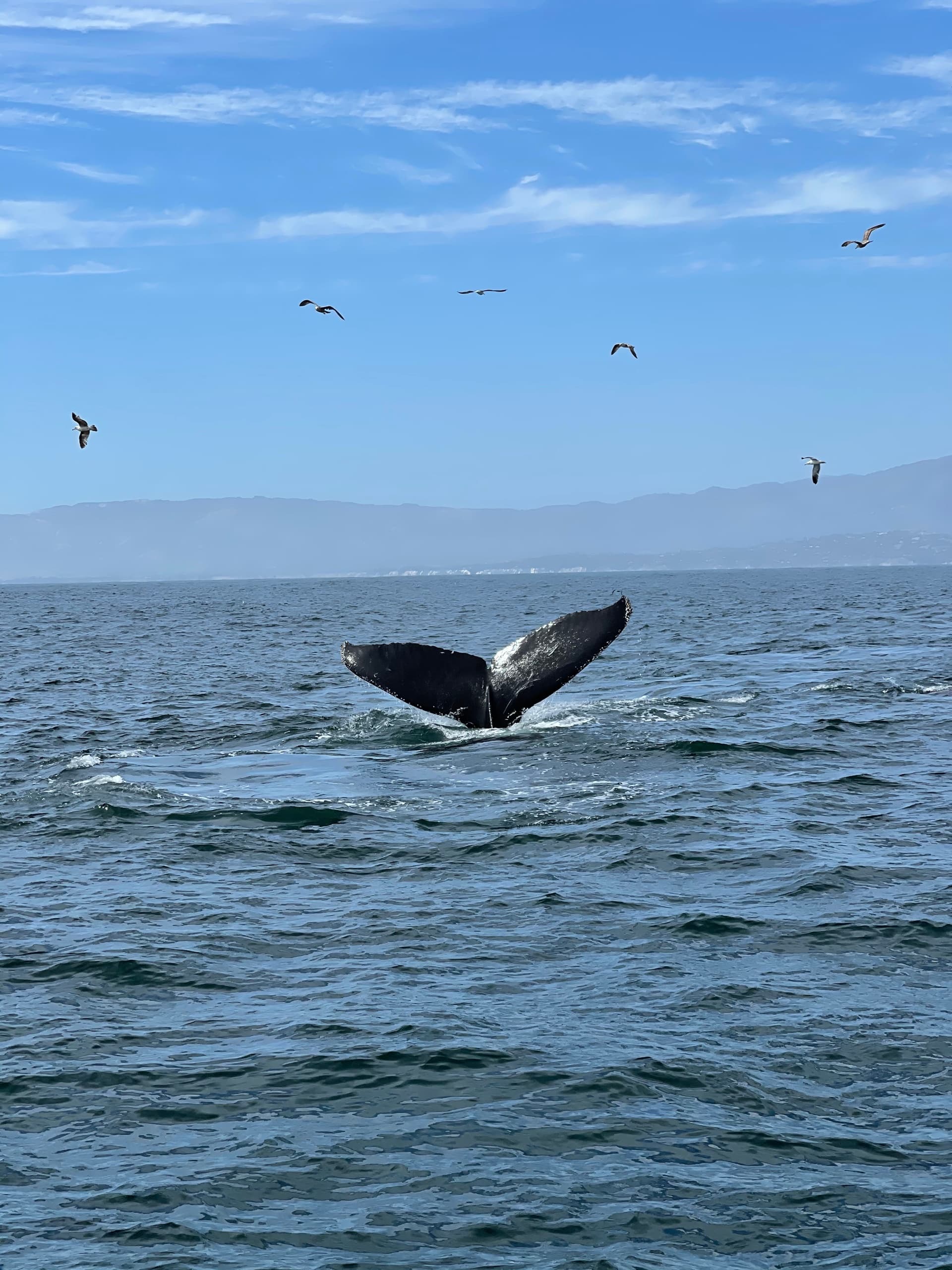 Whale Watching