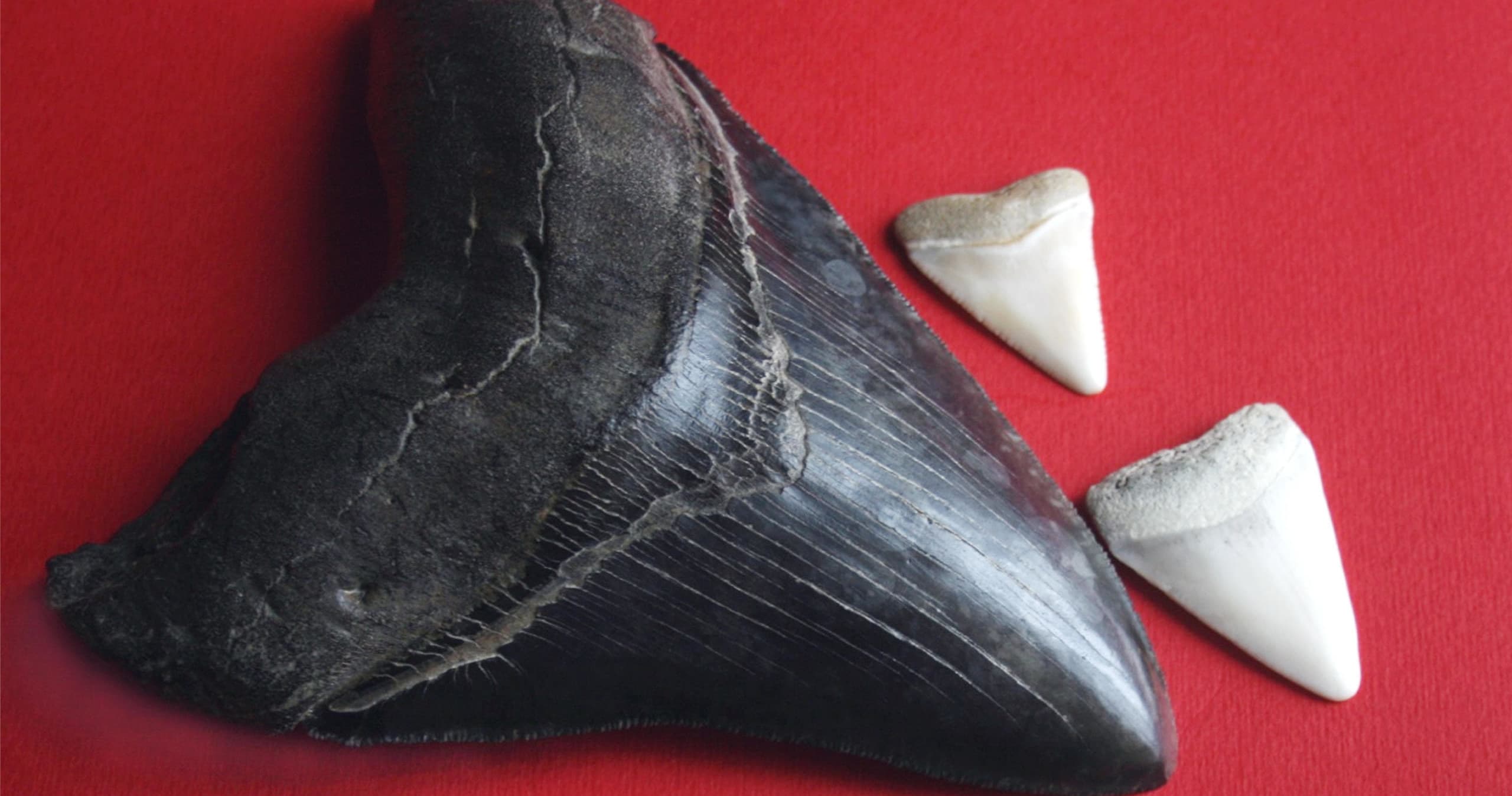 Venice Shark's Teeth Tour (Includes a bite!)