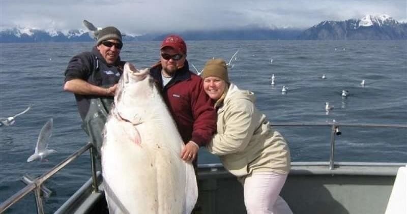 Combo: Halibut + Rockfish