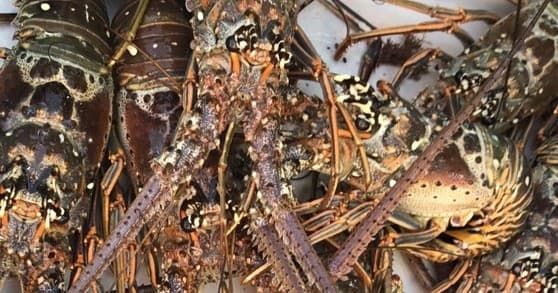 Lobstering