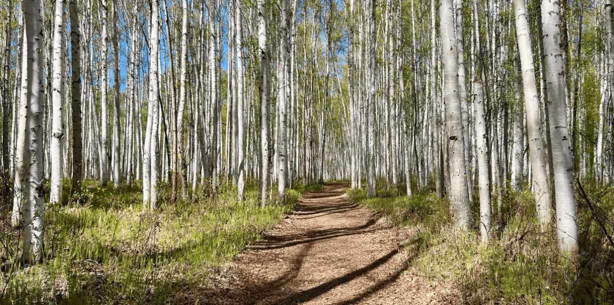 Chena River Nature Trail Walk