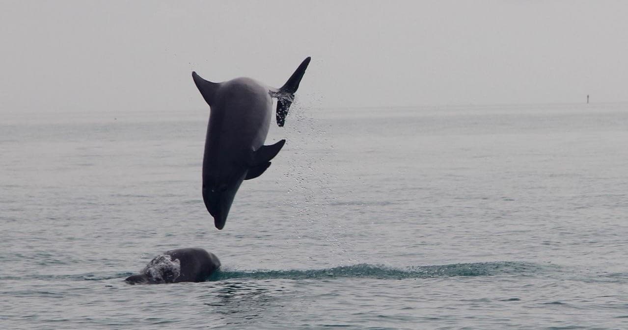 Dolphin Watching Tour