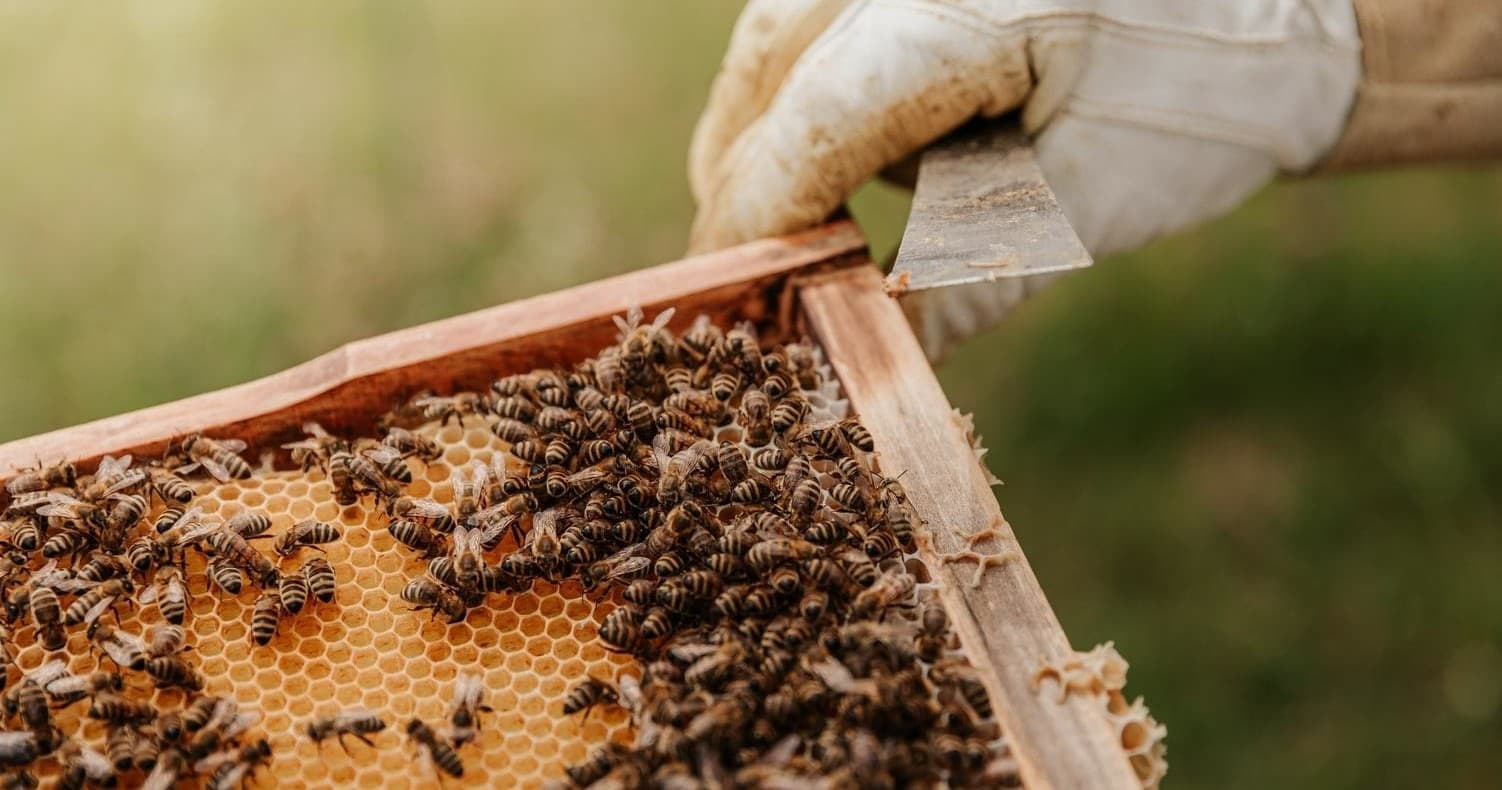 Nafplion: Beekeeping Tour