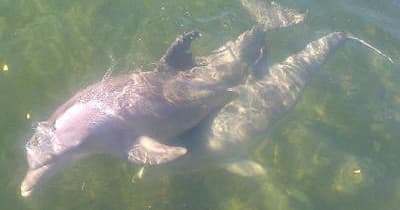 Dolphin Tour