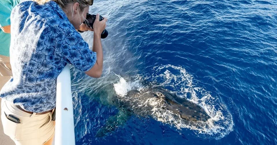 Whale Watch Cruise