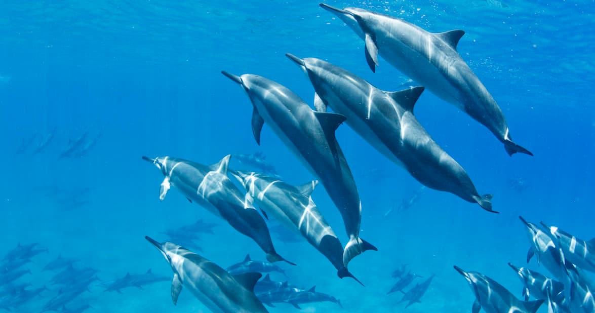 MAJESTIC WEST MAUI TOUR
