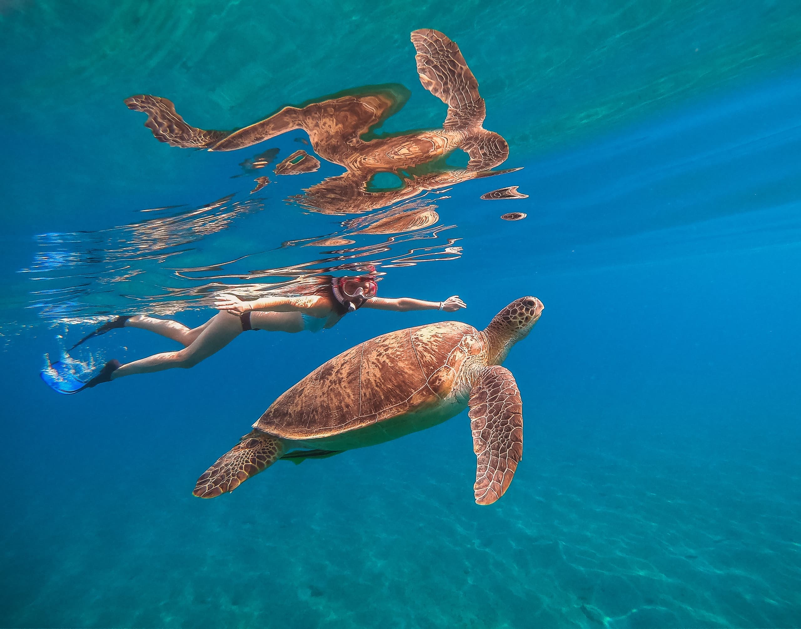 Turtle Snorkeling(+Thrilling 20ft Jumping Platform)