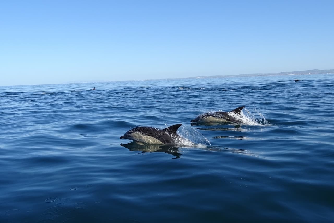 Dolphin watching & Marine Wildlife in the Algarve