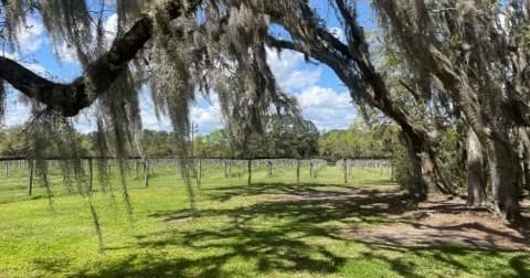 Wine, Tea and a Tree: The Wadmalaw Adventure