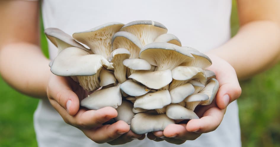 Shiitake Mushroom Farm Experience