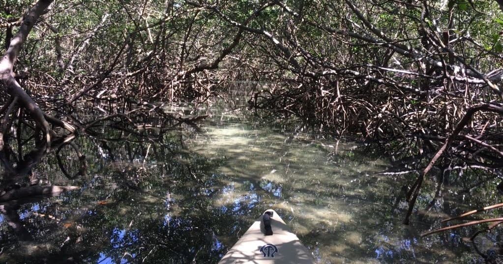 Lido Mangrove Tunnels Tour