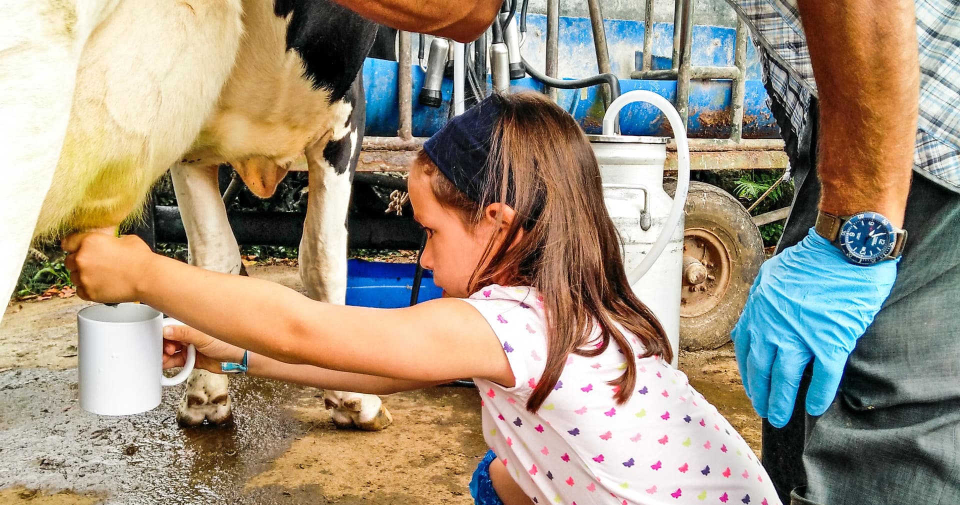 Azores Dairy Farm Experience