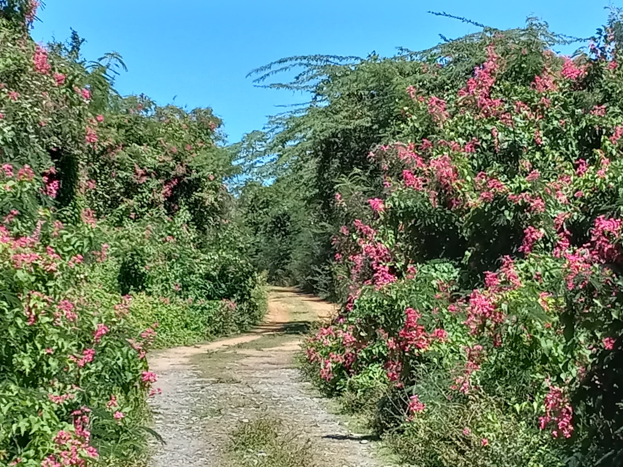 The Cross Island Bike Tour