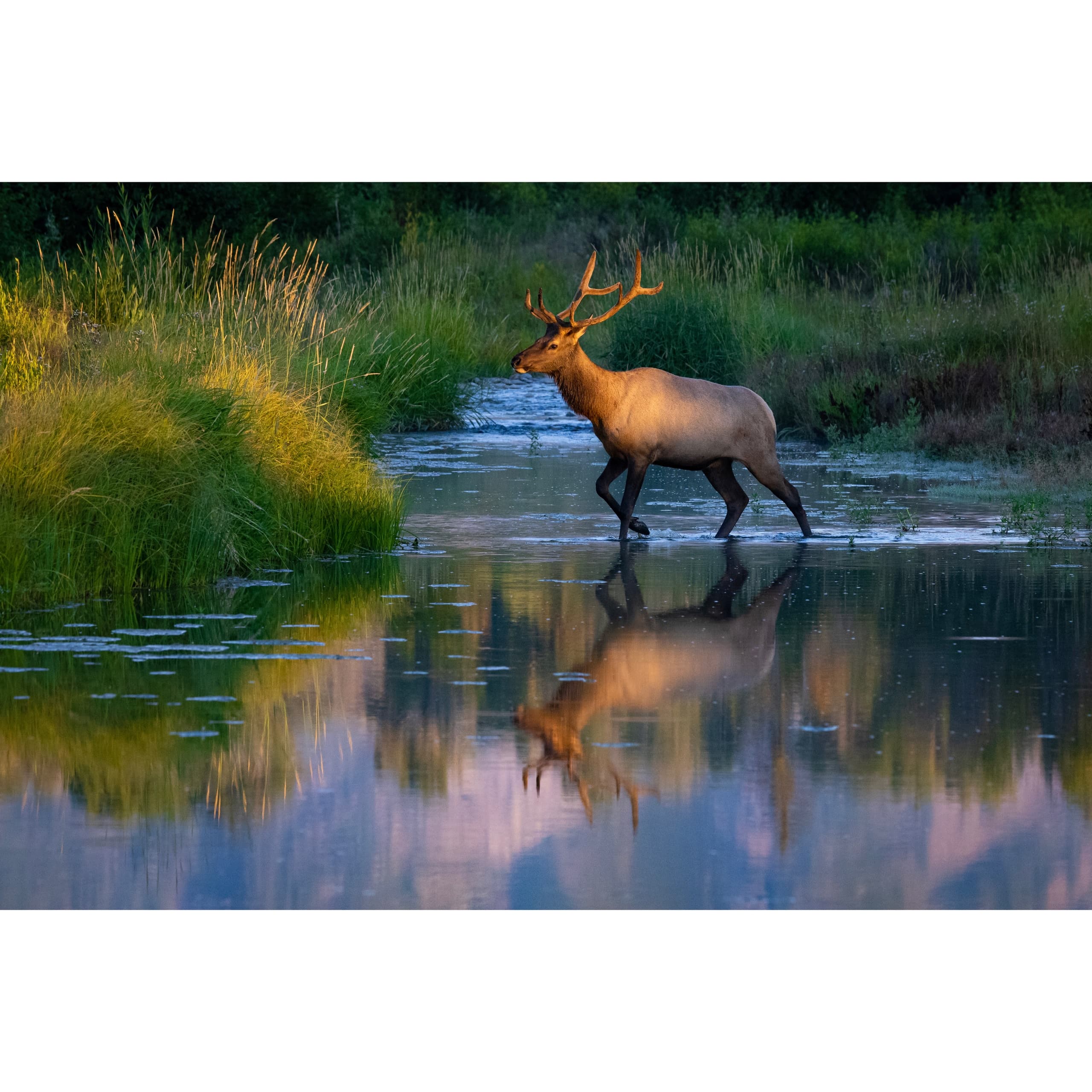 Public Half Day Grand Teton Tour