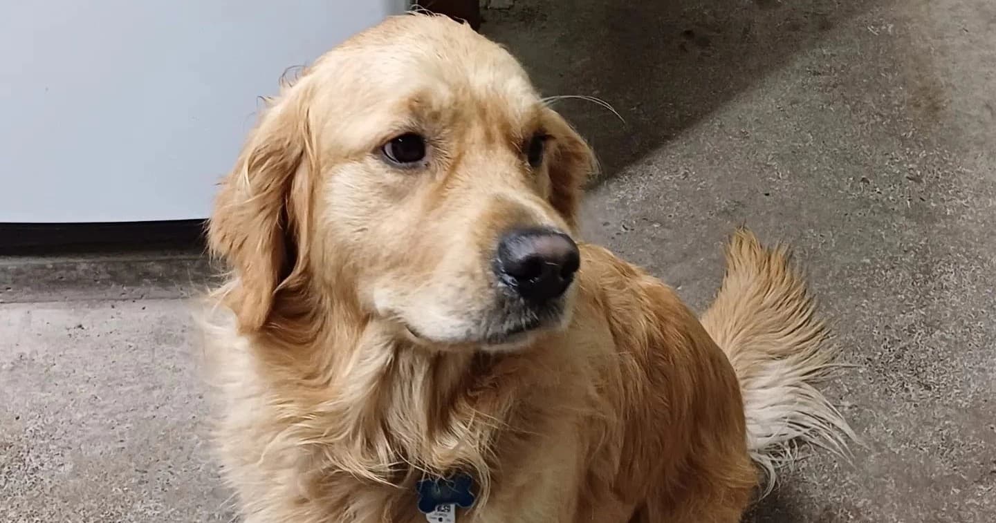 Medium/Large Dog
