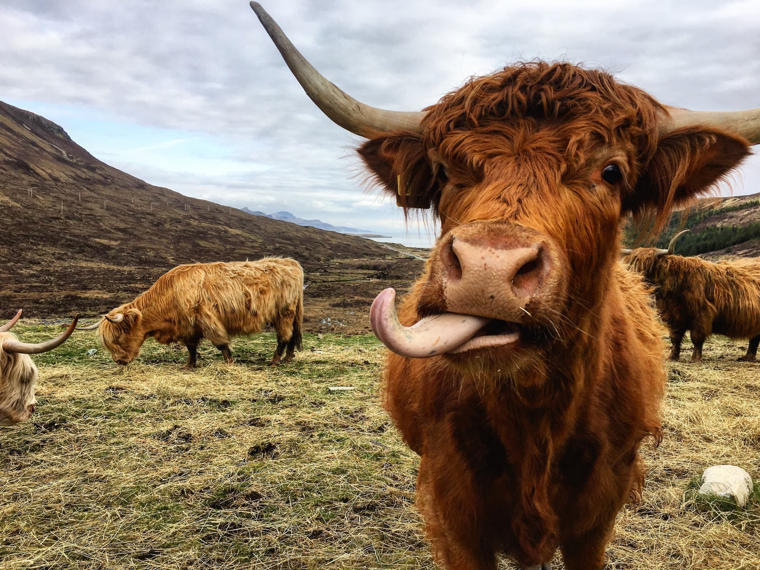 From Glasgow: Loch Ness, Glen Coe & The Highlands
