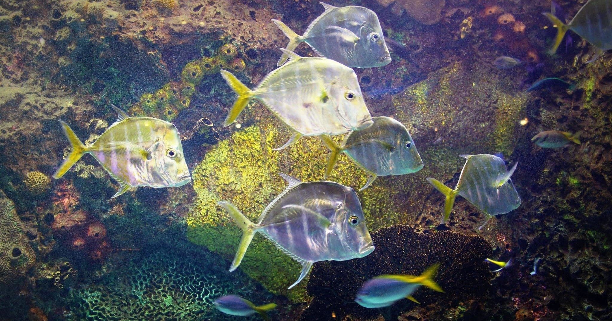 Aquarium: The Inside Story