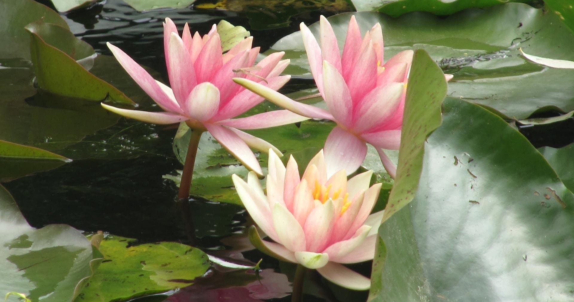 Giverny Excursion
